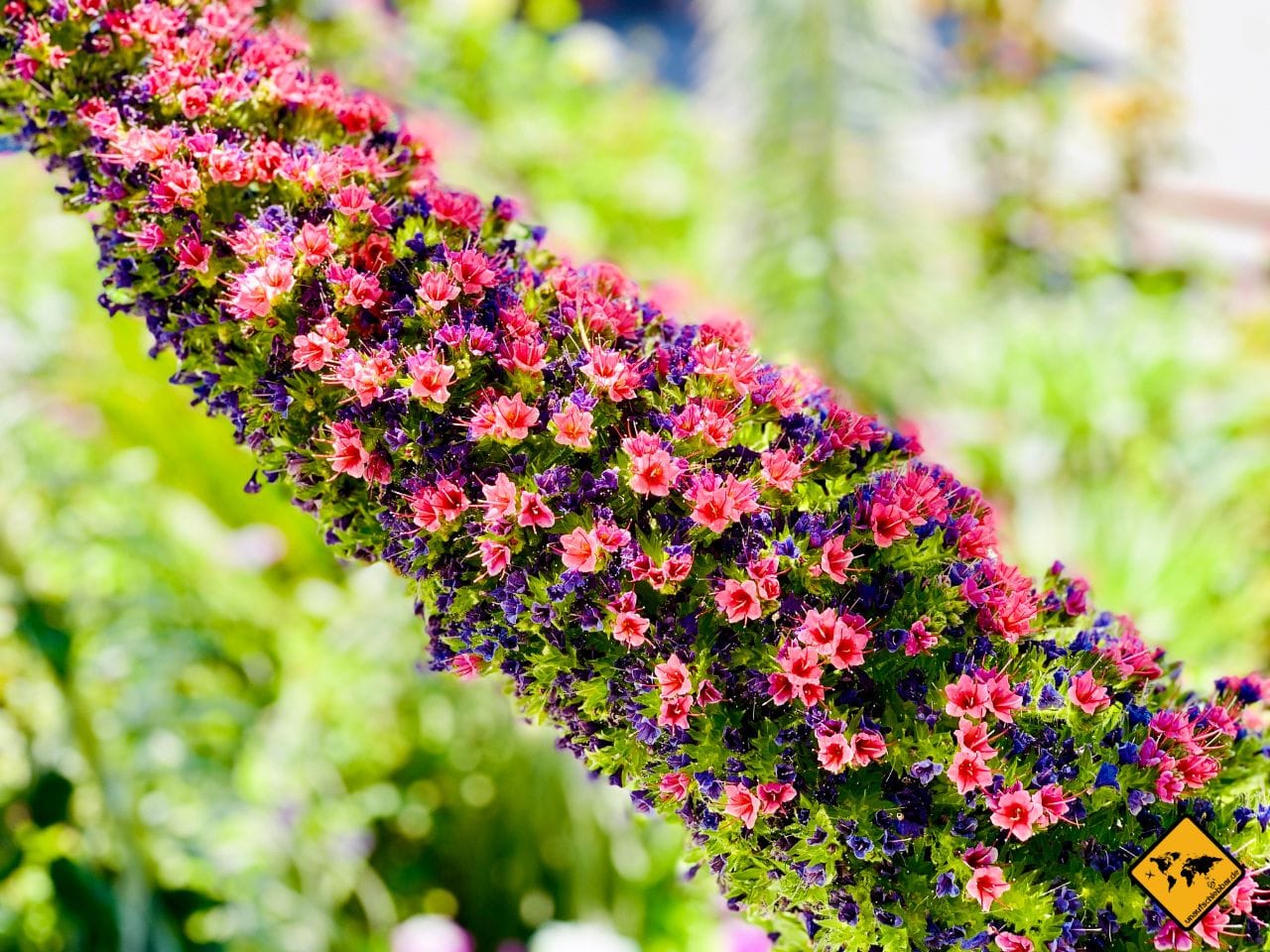 Blumen Teneriffa Blüte Tajinaste