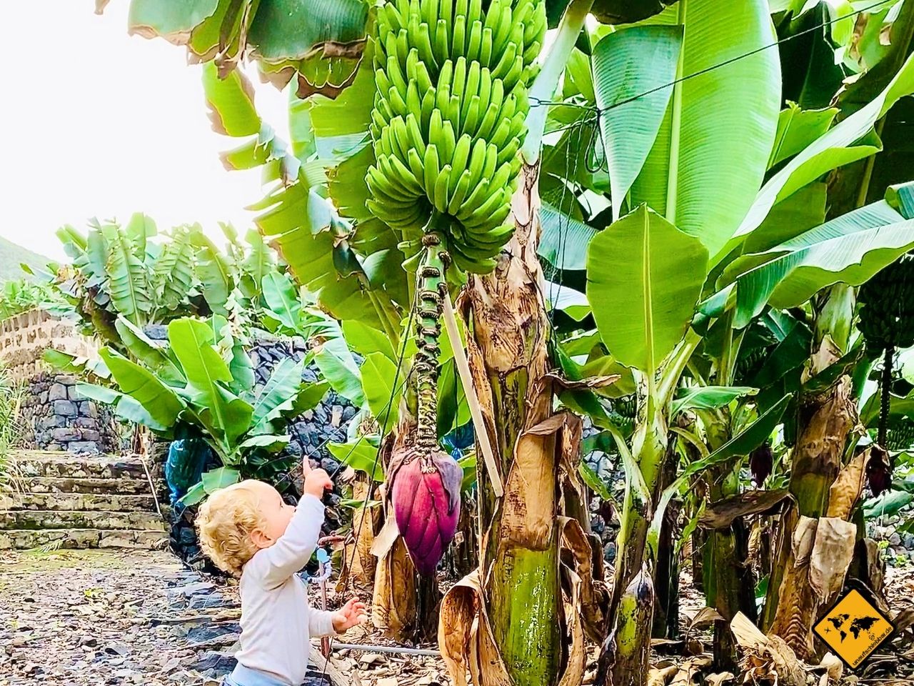 Teneriffa Urlaub mit Kindern Bananen