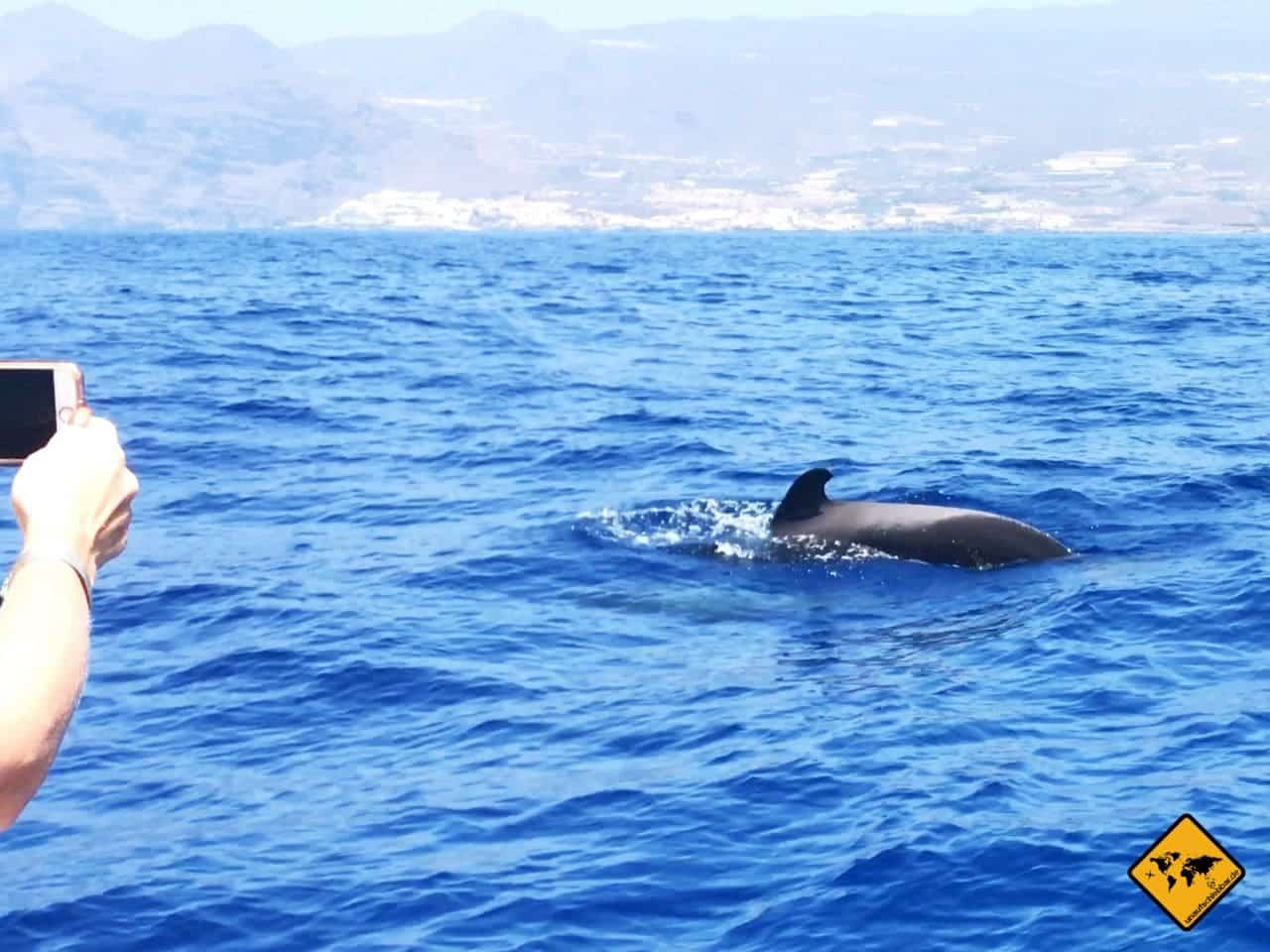 Teneriffa Urlaub mit Kindern Whale Watching