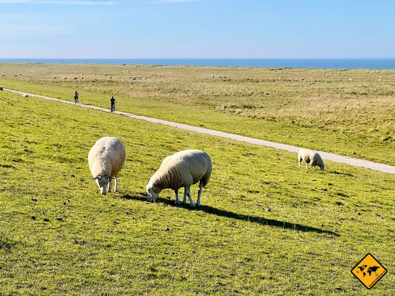 Düne Schafe Schillig Ostfriesland