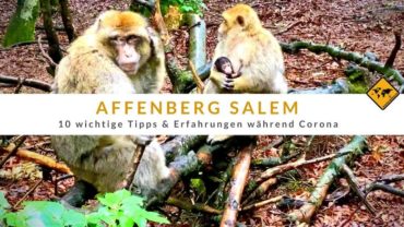 Affenberg Salem – 10 wichtige Tipps & Erfahrungen während Corona