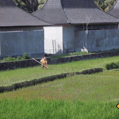 Arbeit auf dem Reisfeld Ubud
