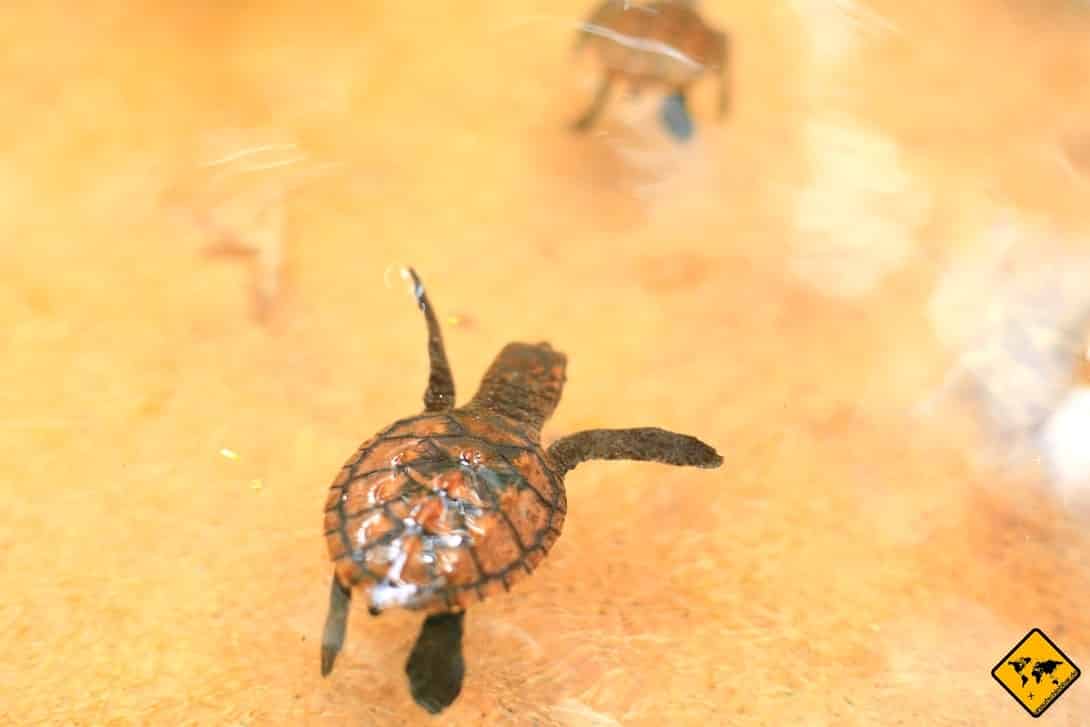 Baby Schildkröte Gili Inseln Aufzuchtstation