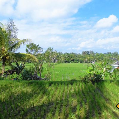 Bali Reisfelder Ubud
