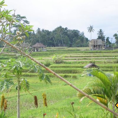 Blick auf die Reisterrassen im Karsa Kafe Ubud