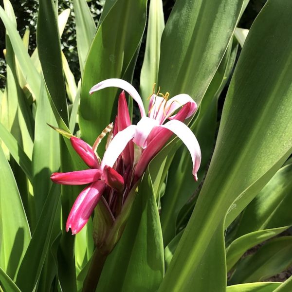 Botanischer Garten Santa Cruz Blume