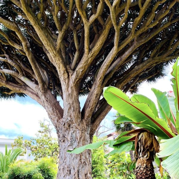 Drachenbaum Hijuela del Botánico