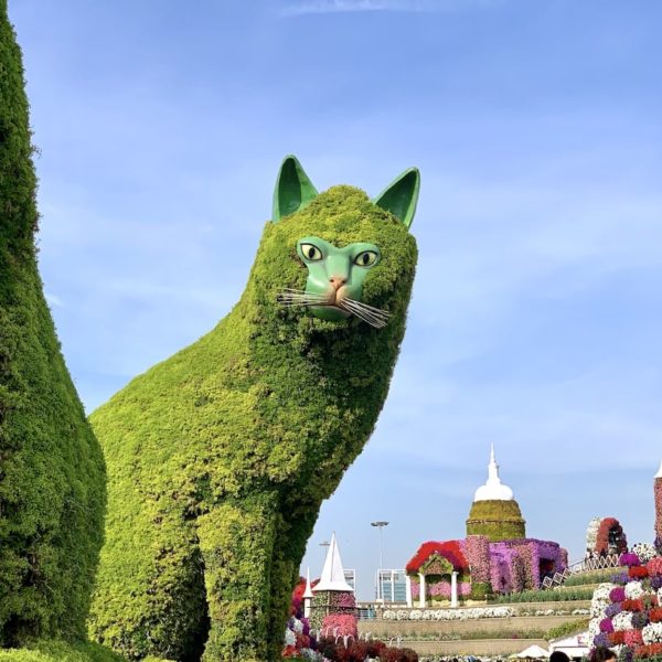 Dubai Miracle Garden Katze