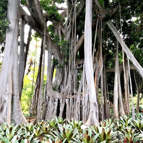 Feigenbaum Puerto de la Cruz Jardín Botánico Teneriffa