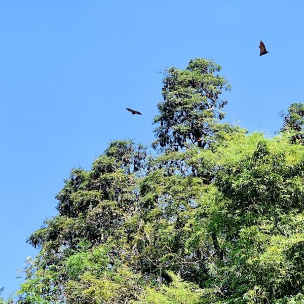 Flughunde botanischer Garten Sri Lanka