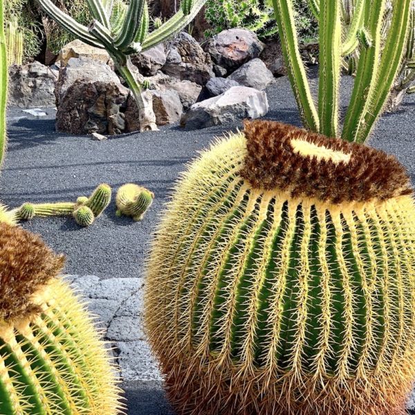 Lanzarote Sehenswürdigkeiten: Jardín de Cactus
