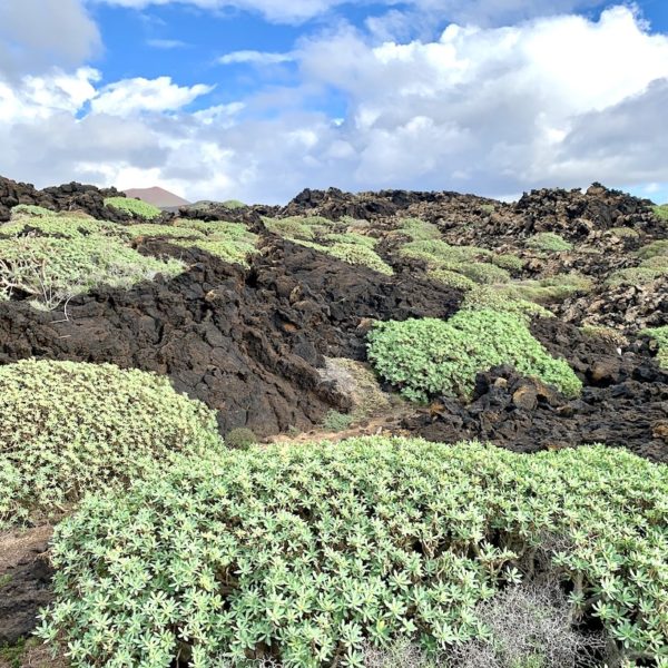 Lava Pflanzen El Golfo Lanzarote Küstenwanderung