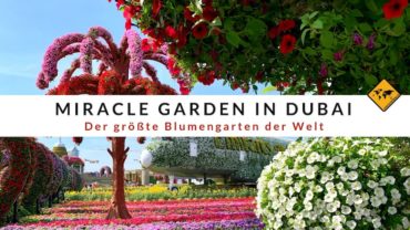 Miracle Garden in Dubai – 6 Dinge, die du vor deinem Besuch wissen musst
