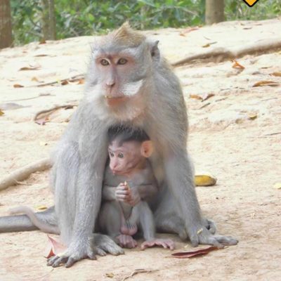 Mutter und Babyaffe im Monkey Forest Ubud