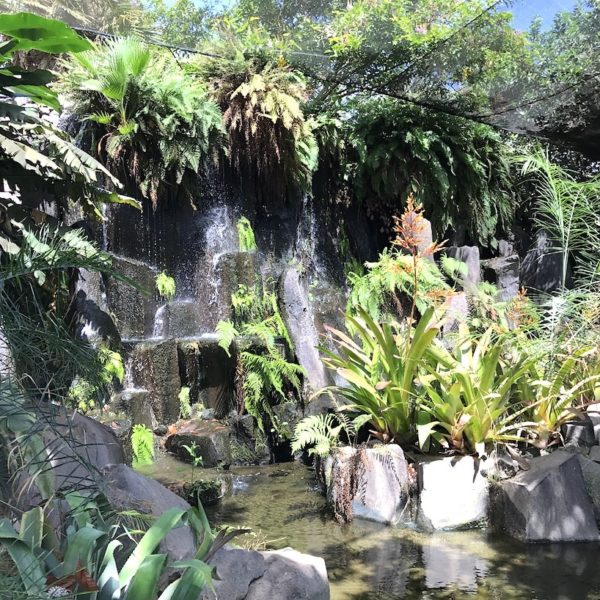 Palmetum Santa Cruz Octogono Wasserfall