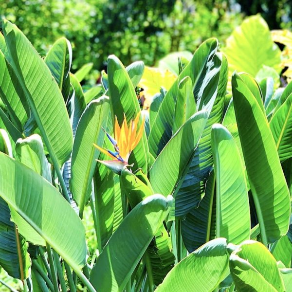 Papageienblume botanischer Garten La Orotava