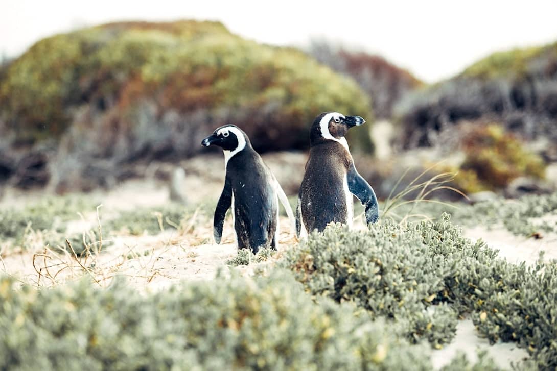 Pinguine Boulders Beach Simon's Town