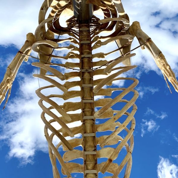 Skelett Seiwal Teneriffa
