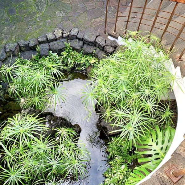 Teich Pflanzen Treppe Monumento al Campesino Lanzarote