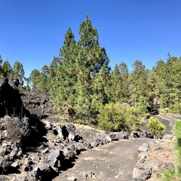 Teide Nationalpark Chinyero Wanderweg