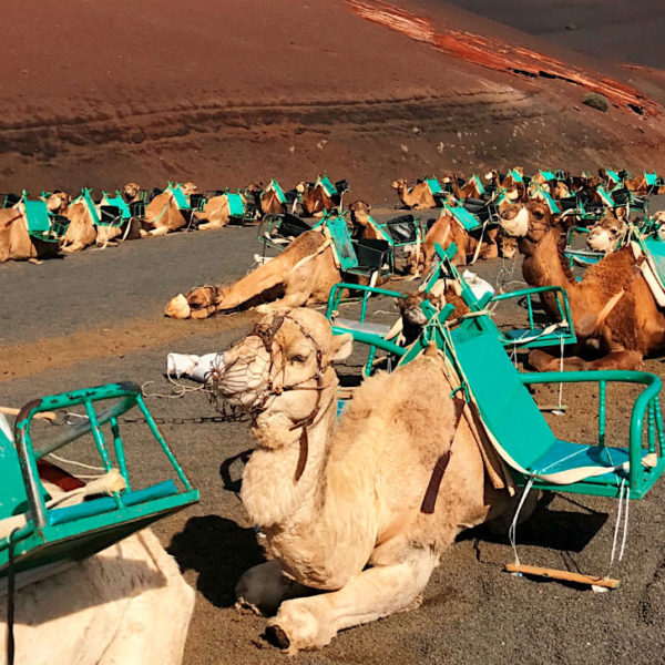 Bei den Kamelen handelt es sich um einhöckrige Dromedare, die zu jeder Seite jeweils einen Sitz tragen