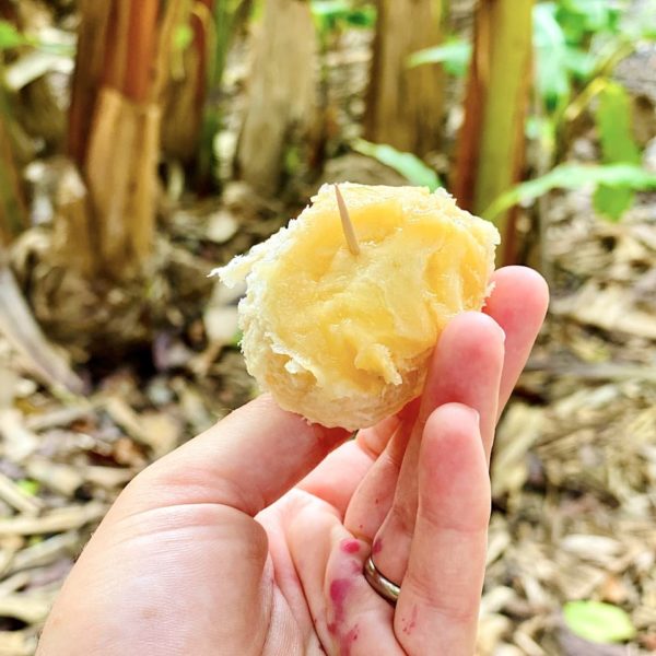 Tropischer Fruchtgarten Argaga Banane Verkostung