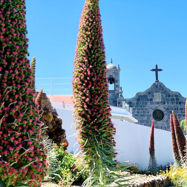 Vilaflor Kirche Wildprets Natternköpfe